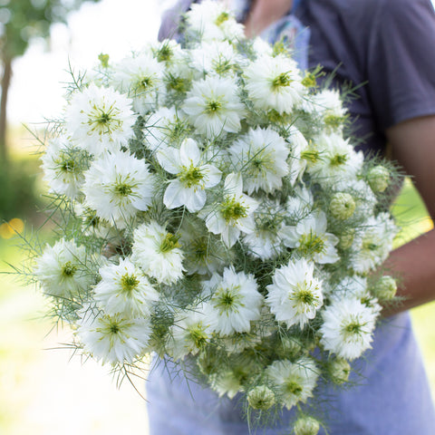 An armload of Love-in-a-Mist Albion Green Pod