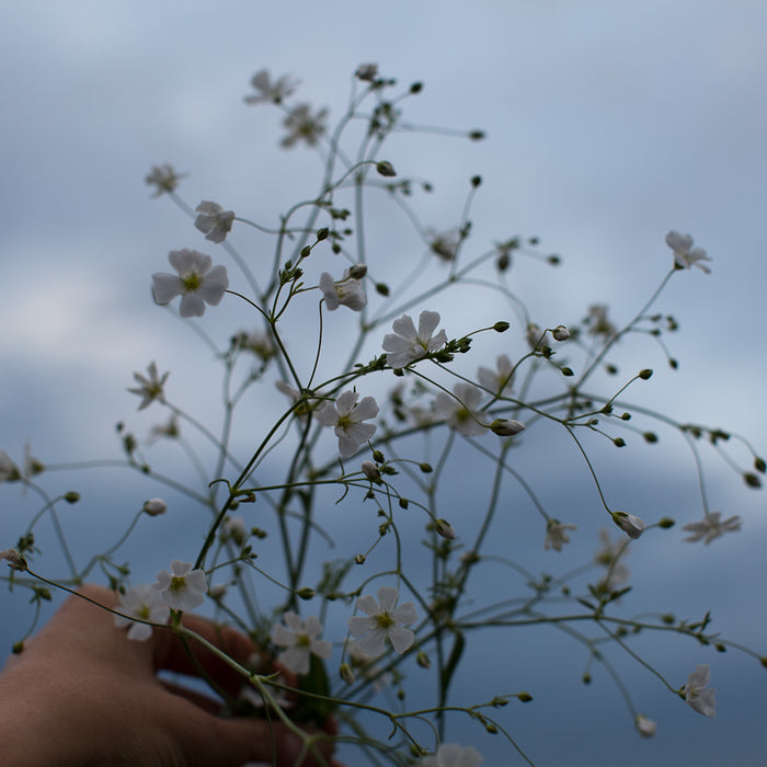A handful of Annual Baby’s Breath Covent Garden