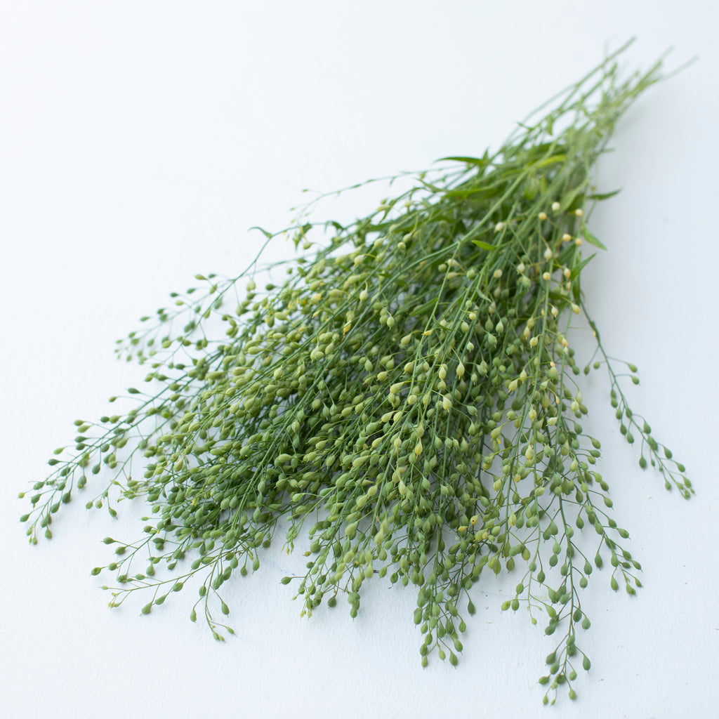 Cress Attraxa Floret Flower Farm