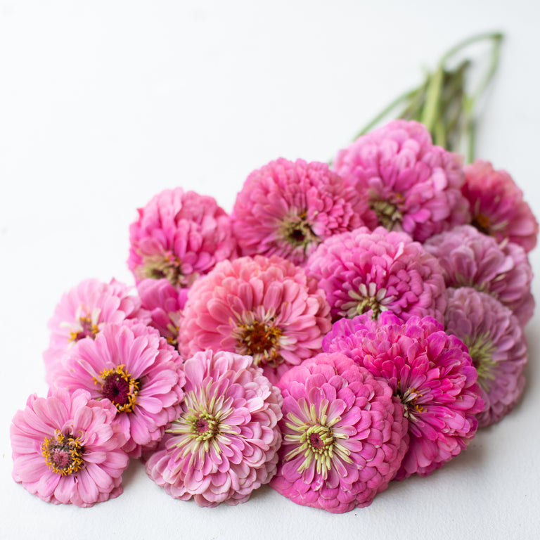 Zinnia Benary&rsquo;s Giant Bright Pink – Floret Flower Farm