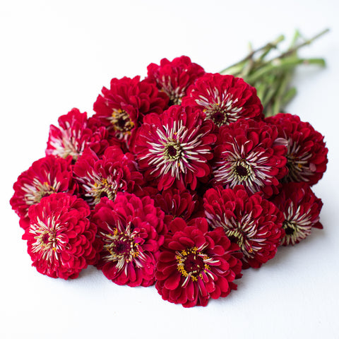 A bunch of Zinnia Benary's Giant Deep Red