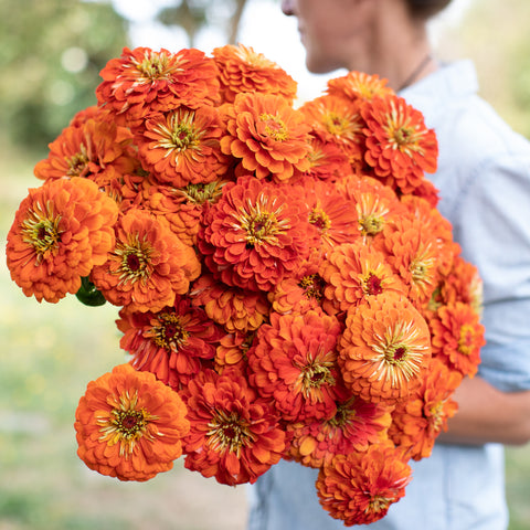 An armload of Zinnia Benary's Giant Orange