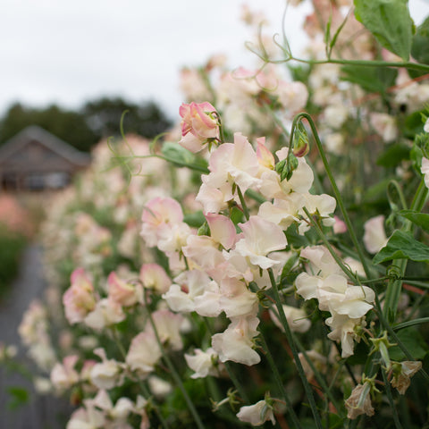 Sweet Pea Bix growing in the field