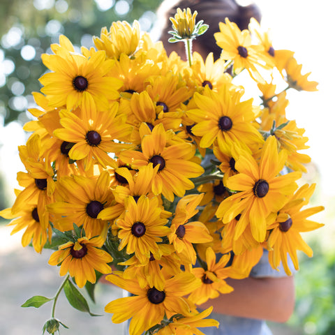An armload of Black Eyed Susan Indian Summer