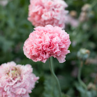 A close up of Breadseed Poppy Pink Peony