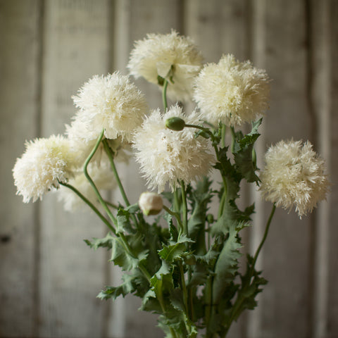 A bunch of Breadseed Poppy White Frills