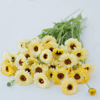 A bunch of Calendula Ivory Princess