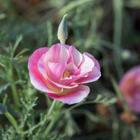 A close up of California Poppy Thai Silk Appleblossom Chiffon