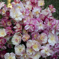 An overhead of California Poppy Thai Silk Appleblossom Chiffon