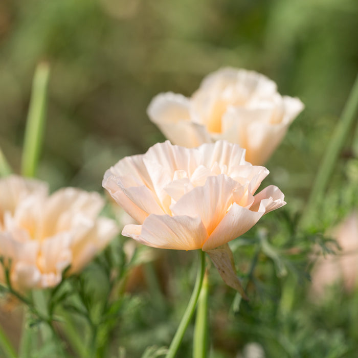 A close up of California Poppy Thai Silk Pink Champagne