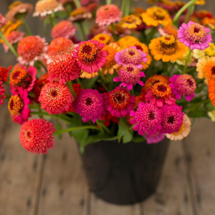 Zinnia Candy Mix in a bucket