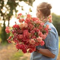 An armload of Carnation Chabaud Orange Sherbet