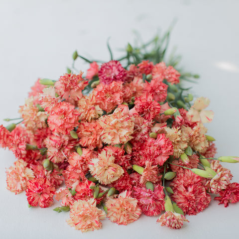 A Bunch of Carnation Chabaud Orange Sherbet