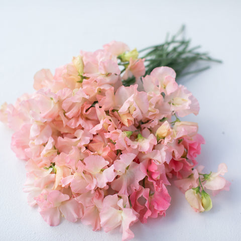 A bunch of Sweet Pea Castlewellan