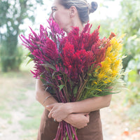 An armload of Celosia Pampas Plume Mix