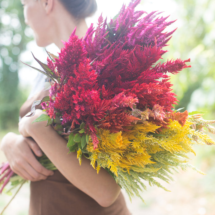 An armload of Celosia Pampas Plume Mix