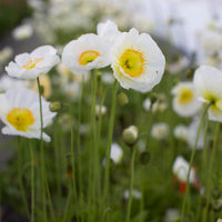 A close up of Iceland Poppies Champagne Bubbles White