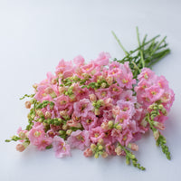 A bunch of Snapdragon Chantilly Light Pink