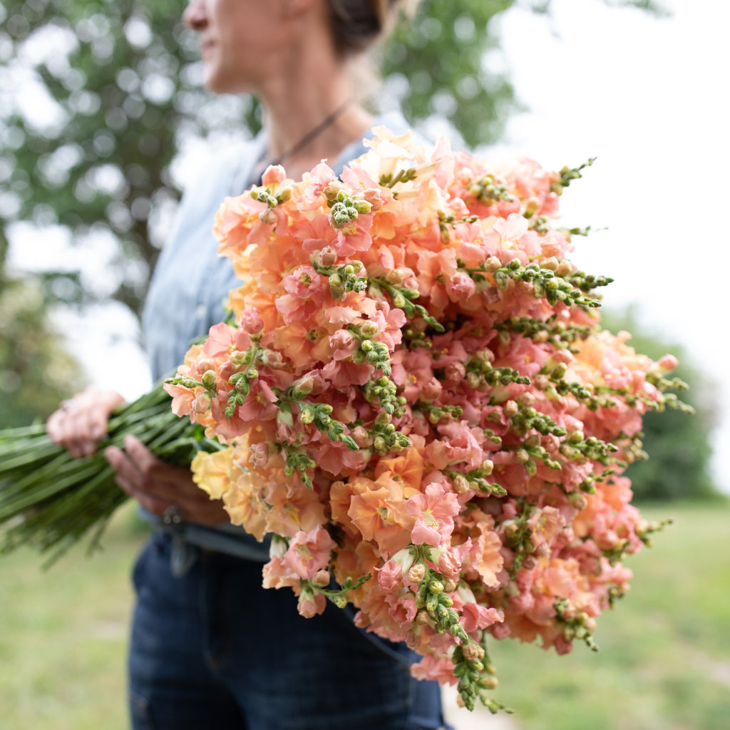 Snapdragon Chantilly Light Salmon Floret Flower Farm