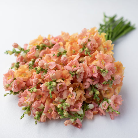 A bunch of Snapdragon Chantilly Light Salmon