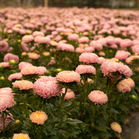 China Aster Tower Chamois Apricot growing in the field