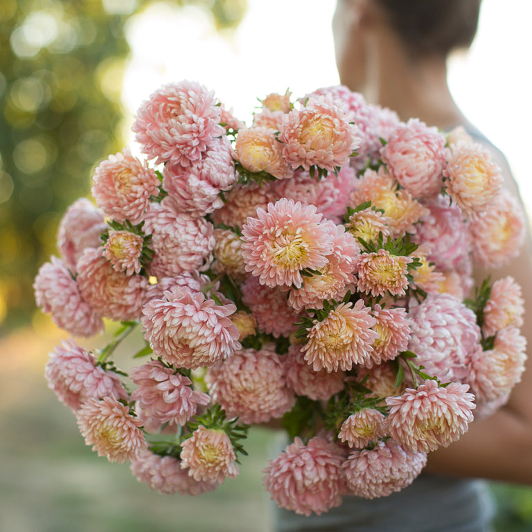 An armload of China Aster Tower Chamois Apricot