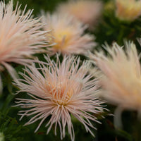 A close up of China Aster Valkyrie Chamois