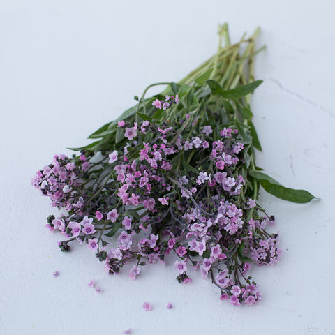 A bunch of Chinese Forget-Me-Not Mystic Pink