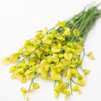 A bunch of Sweet Pea Chloranthus