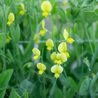 A close up of Sweet Pea Chloranthus