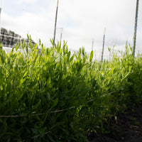 Sweet Pea Chloranthus growing in the field