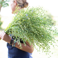 An armload of Flax Bubble Grass