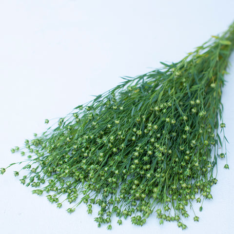 A bunch of Flax Bubble Grass