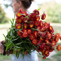An armload of Strawflower Copper Red