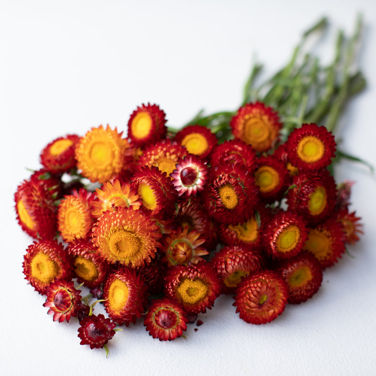 Strawflower Copper Red – Floret Flower Farm