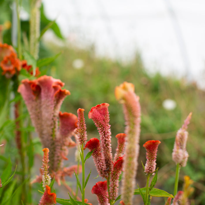 Celosia Coral Reef growing in the field