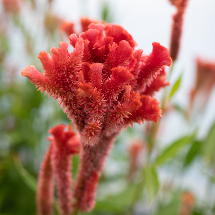 A close up of Celosia Coral Reef