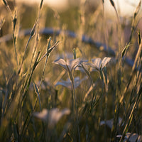 Corn Cockle Ocean Pearls growing in the field