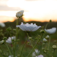 Cosmos Cupcake White growing in the field