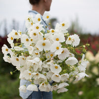 An armload of Cosmos Cupcake White