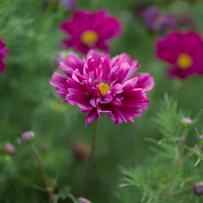A close up of Cosmos Double Click Cranberries