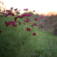 Cosmos Double Click Cranberries growing in the field