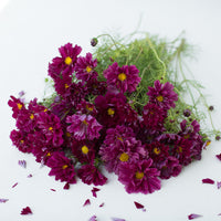 A bunch of Cosmos Double Click Cranberries
