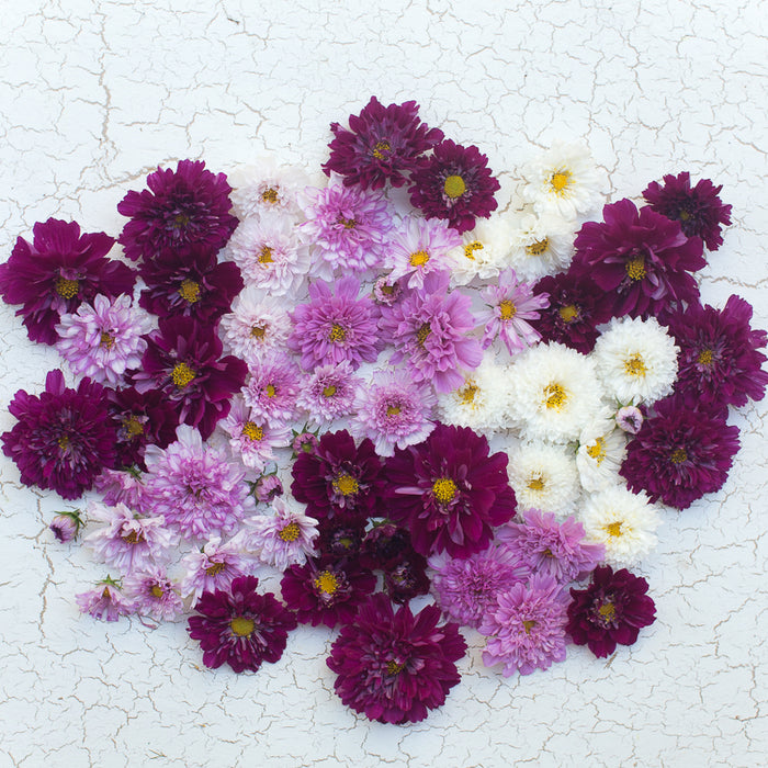 Graines Cosmos Double Click Varié – Éclat et Diversité pour Jardin et  Bouquet