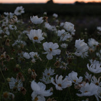 Cosmos Psyche White growing in the field
