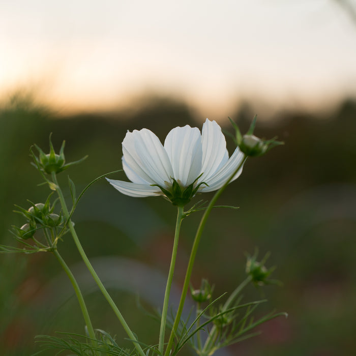 A close up of Cosmos Purity