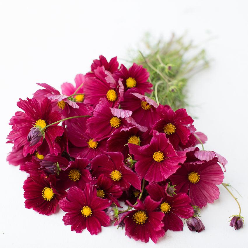 Cosmos Rubenza Floret Flower Farm