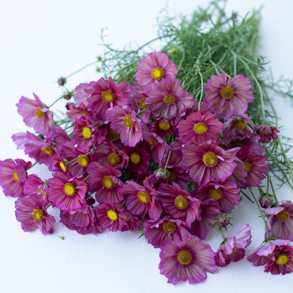 Cosmos Xsenia Floret Flower Farm