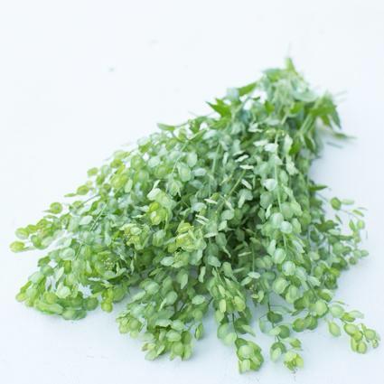 A bunch of Cress Pennycress
