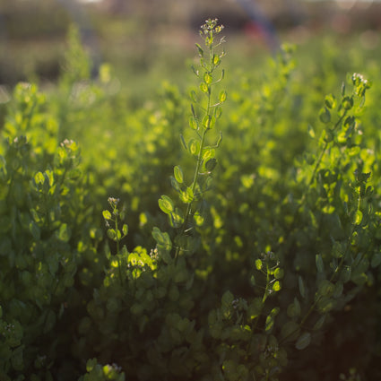 Cress Pennycress growing in the field